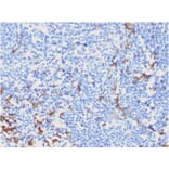 Immunohistochemistry - Anti-CD163 Antibody [M130/2162] (A250604) - Antibodies.com