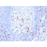Immunohistochemistry - Anti-CD163 Antibody [M130/2163] (A250605) - Antibodies.com