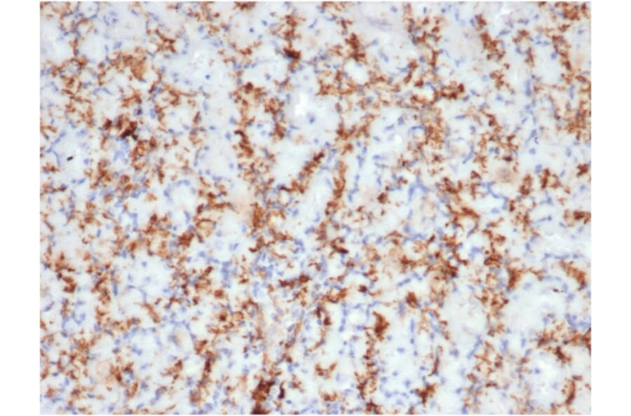 Immunohistochemistry - Anti-CD163 Antibody [M130/3708R] (A250606) - Antibodies.com