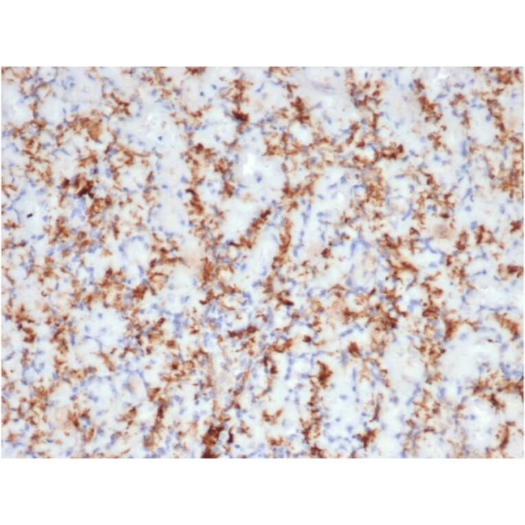 Immunohistochemistry - Anti-CD163 Antibody [M130/3708R] (A250606) - Antibodies.com