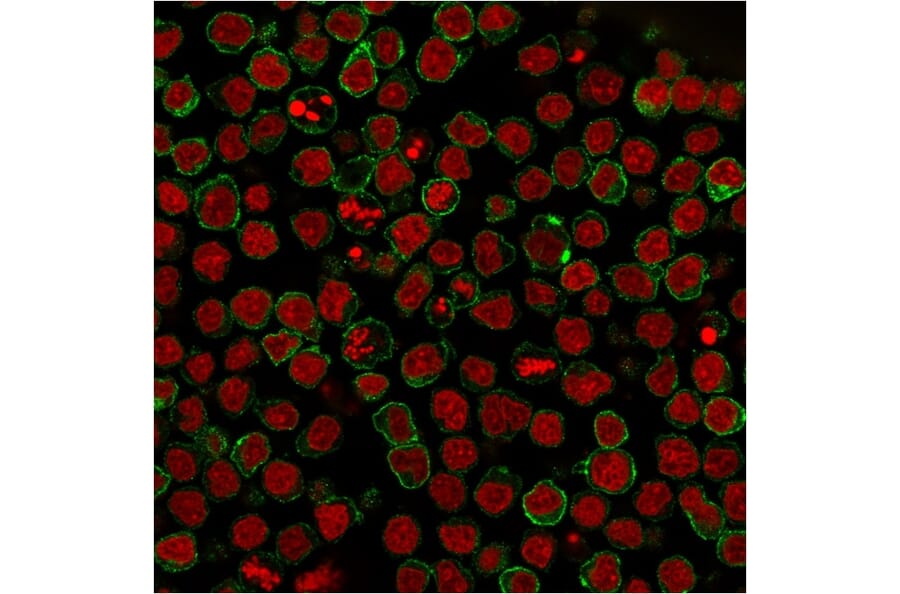Immunofluorescence - Anti-CD22 Antibody [BLCAM/1795] (A250611) - Antibodies.com