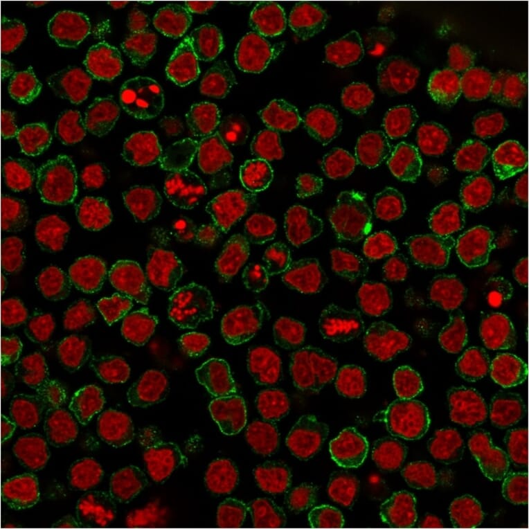 Immunofluorescence - Anti-CD22 Antibody [BLCAM/1795] (A250611) - Antibodies.com