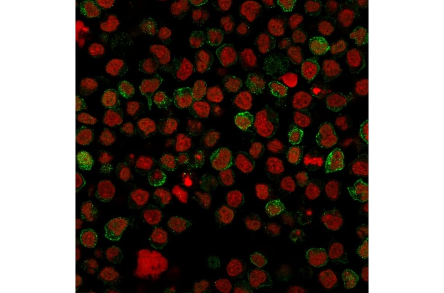 Immunofluorescence - Anti-CD22 Antibody [BLCAM/1796] (A250612) - Antibodies.com