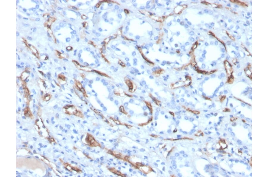 Immunohistochemistry - Anti-Adiponectin Antibody [ADPN/4256] (A250617) - Antibodies.com