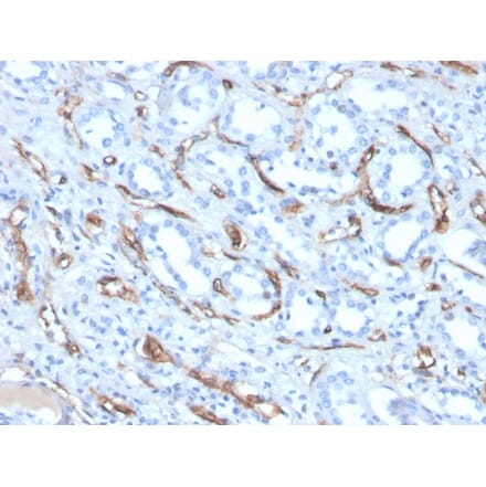 Immunohistochemistry - Anti-Adiponectin Antibody [ADPN/4256] (A250617) - Antibodies.com