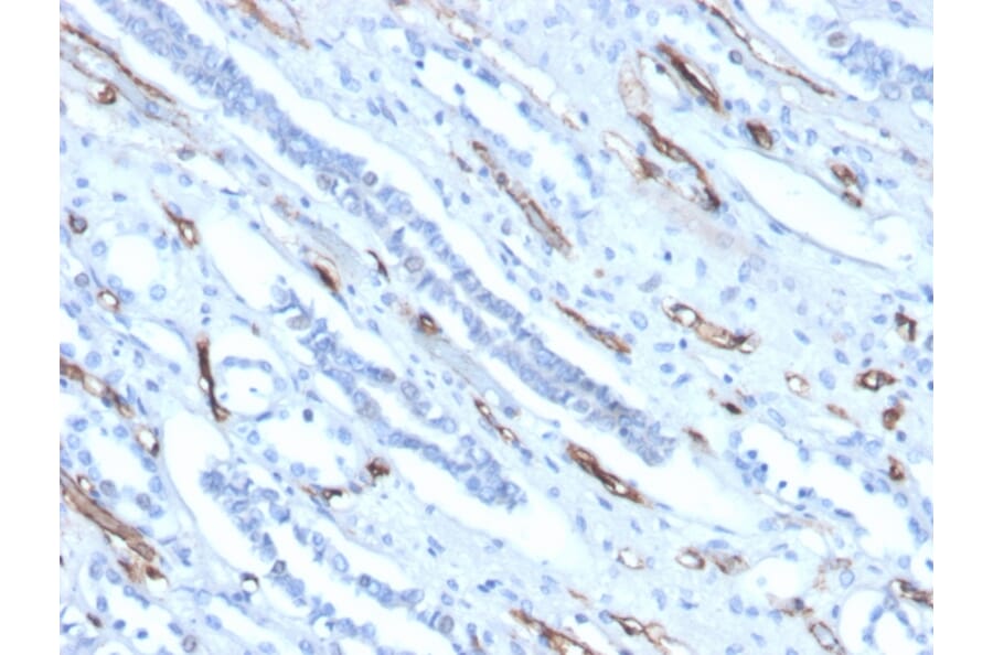 Immunohistochemistry - Anti-Adiponectin Antibody [ADPN/4256] (A250616) - Antibodies.com