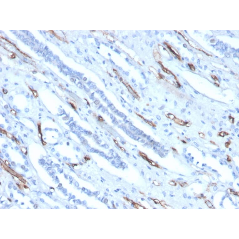 Immunohistochemistry - Anti-Adiponectin Antibody [ADPN/4256] (A250616) - Antibodies.com