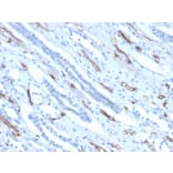 Immunohistochemistry - Anti-Adiponectin Antibody [ADPN/4256] (A250616) - Antibodies.com