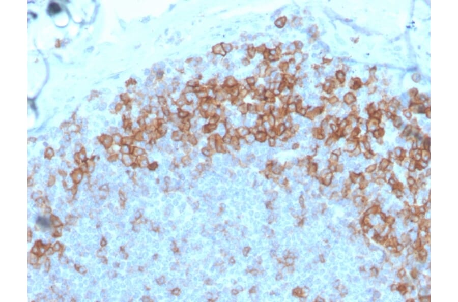 IHC - Anti-CD27 Antibody [LPFS2/4177] (A250621)