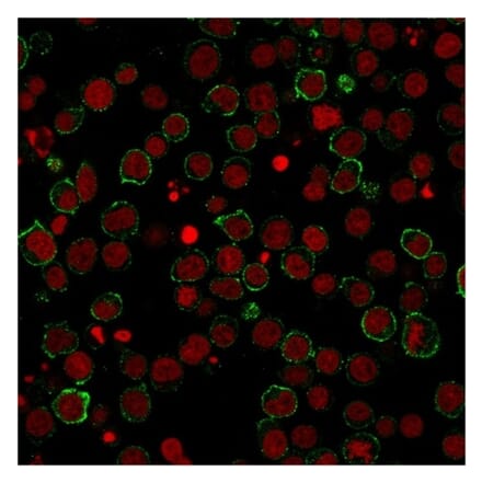 Immunofluorescence - Anti-CD28 Antibody [CB28] (A250629) - Antibodies.com