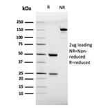 SDS-PAGE - Anti-CD28 Antibody [C28/75] (A250630) - Antibodies.com