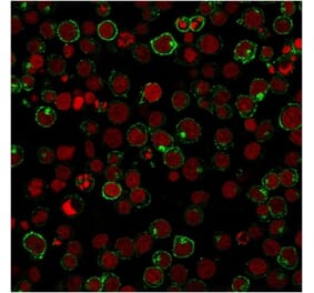 Immunofluorescence - Anti-CD28 Antibody [204.12] (A250632) - Antibodies.com