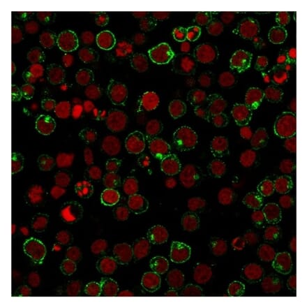 Immunofluorescence - Anti-CD28 Antibody [204.12] (A250632) - Antibodies.com