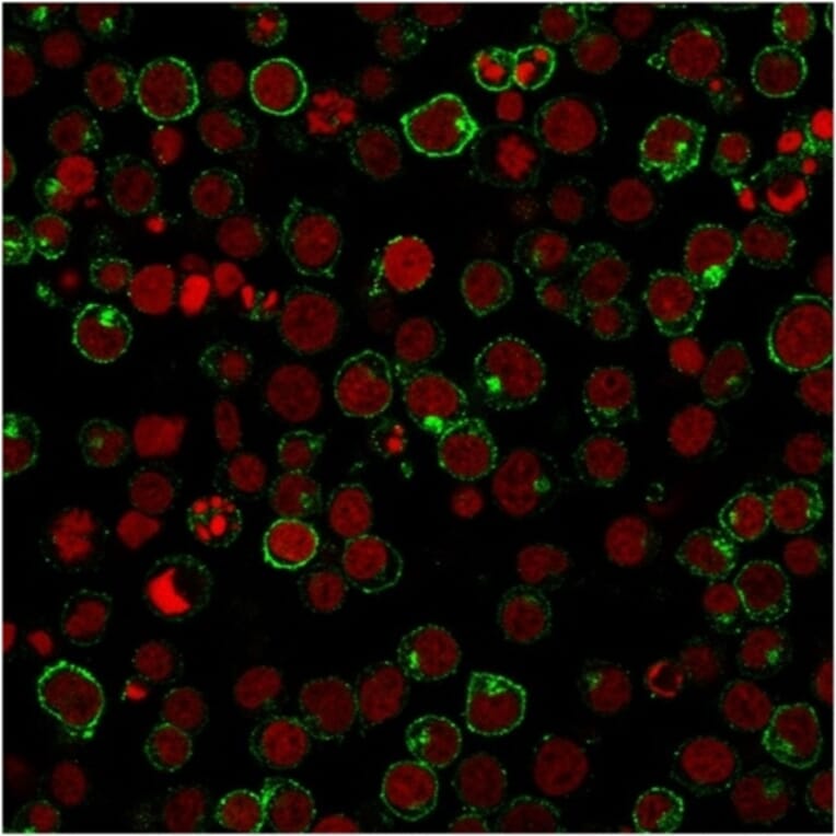 Immunofluorescence - Anti-CD28 Antibody [204.12] (A250632) - Antibodies.com