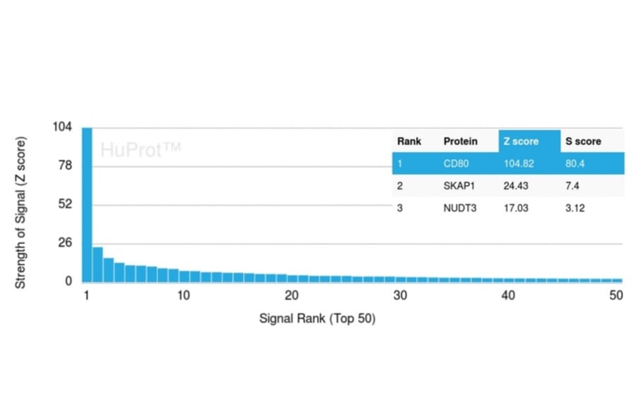 Protein Array - Anti-CD80 Antibody [C80/2723] (A250636) - Antibodies.com