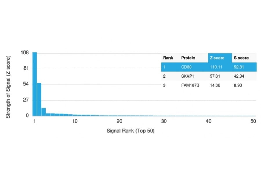 Protein Array - Anti-CD80 Antibody [C80/2725] (A250637) - Antibodies.com