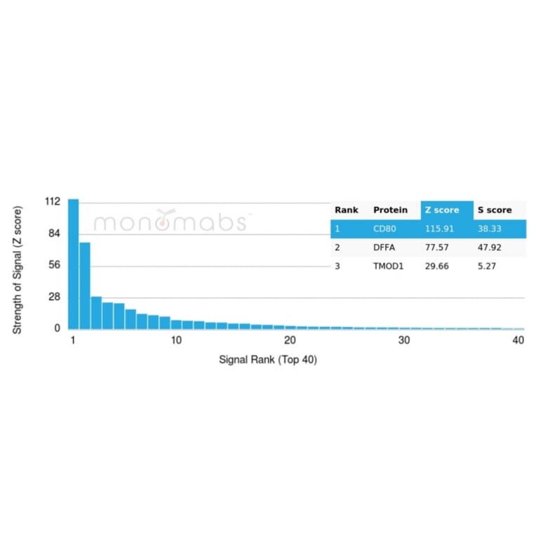 Protein Array - Anti-CD80 Antibody [C80/3544] (A250639) - Antibodies.com