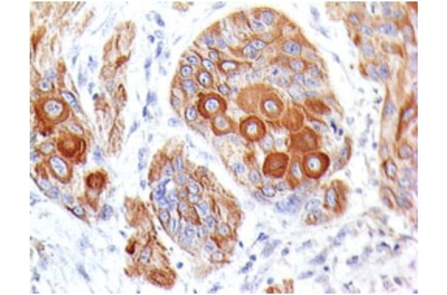 Immunohistochemistry - Anti-CD86 Antibody [BU63] (A250644) - Antibodies.com