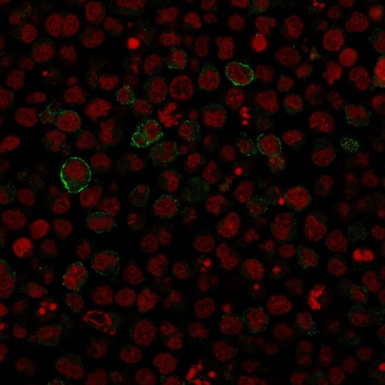 Immunofluorescence - Anti-CD86 Antibody [SPM600] (A250645) - Antibodies.com