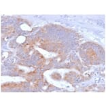 Immunohistochemistry - Anti-CD86 Antibody [rC86/1146] (A250647) - Antibodies.com