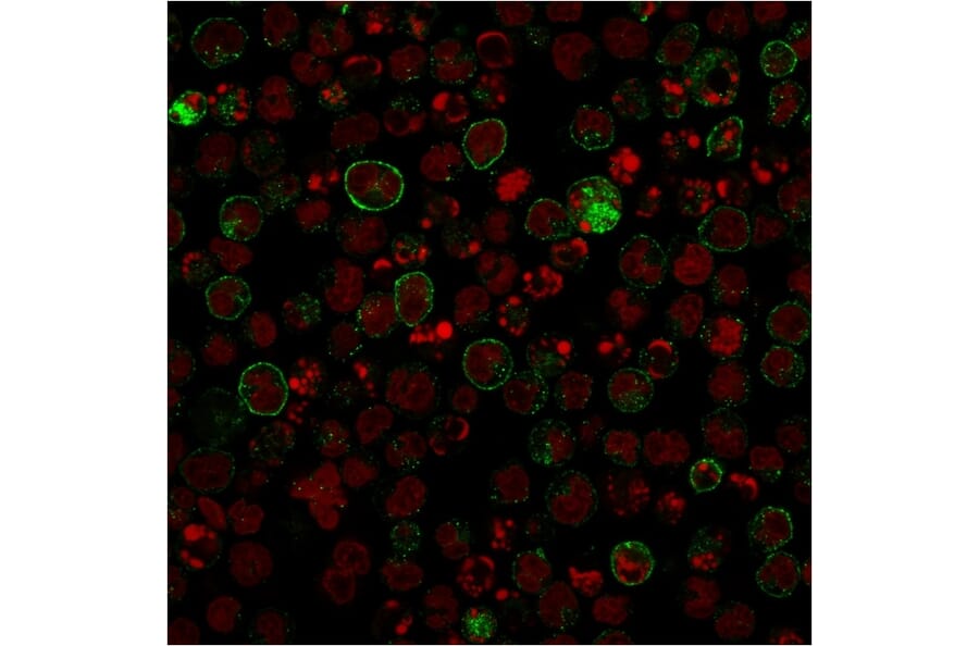 Immunofluorescence - Anti-CD86 Antibody [rC86/1146] (A250647) - Antibodies.com