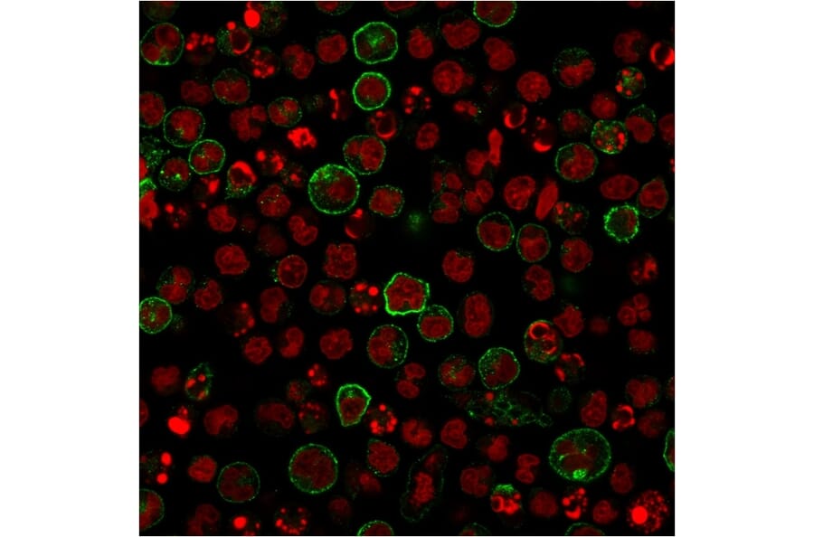Immunofluorescence - Anti-NULL Antibody [C86/2160R] (A250648) - Antibodies.com