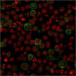 Immunofluorescence - Anti-NULL Antibody [C86/2160R] (A250648) - Antibodies.com
