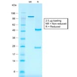 SDS-PAGE - Anti-CD30 Antibody [rKi-1/779] (A250652) - Antibodies.com