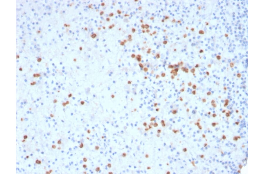Immunohistochemistry - Anti-CD33 Antibody [SIGLEC3/3600] (A250658) - Antibodies.com