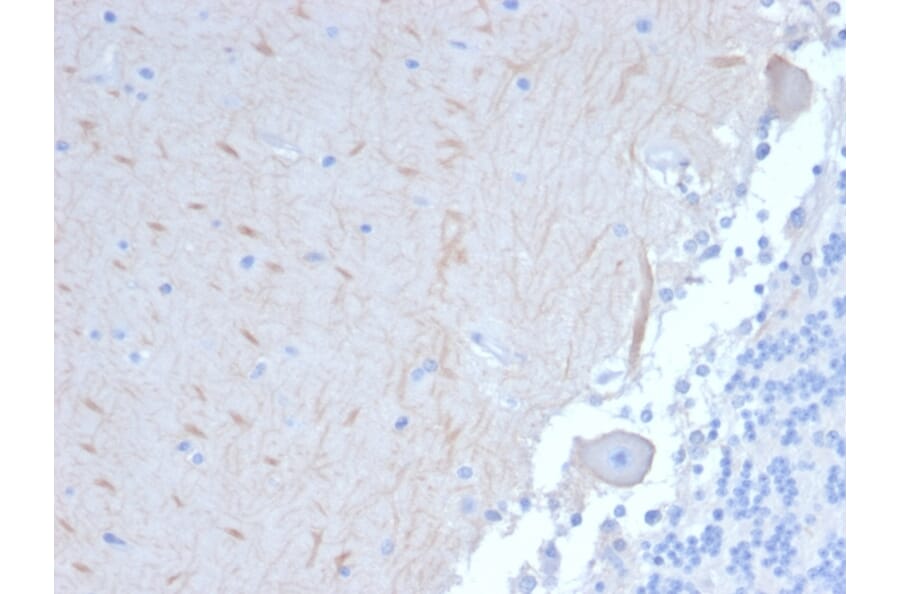 Immunohistochemistry - Anti-ATG5 Antibody [ATG5/2101] (A250660) - Antibodies.com