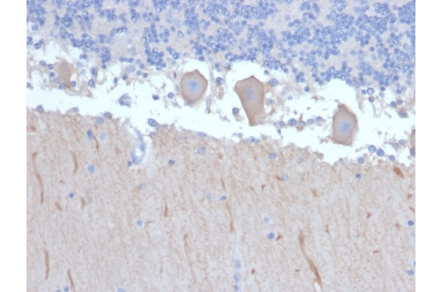 Immunohistochemistry - Anti-ATG5 Antibody [ATG5/2492] (A250660) - Antibodies.com