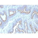 Immunohistochemistry - Anti-ATG5 Antibody [ATG5/2492] (A250661) - Antibodies.com