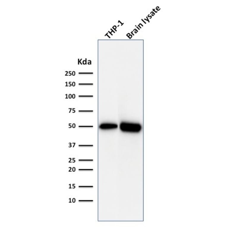 Western Blot - Anti-ATG5 Antibody [ATG5/2492] (A250661) - Antibodies.com