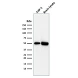 Western Blot - Anti-ATG5 Antibody [ATG5/2492] (A250661) - Antibodies.com