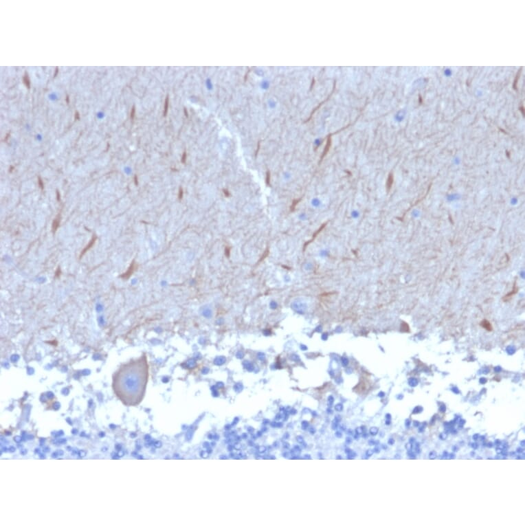 Immunohistochemistry - Anti-ATG5 Antibody [ATG5/2553] (A250661) - Antibodies.com