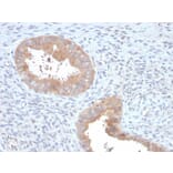 Immunohistochemistry - Anti-ATG5 Antibody [ATG5/2553] (A250662) - Antibodies.com