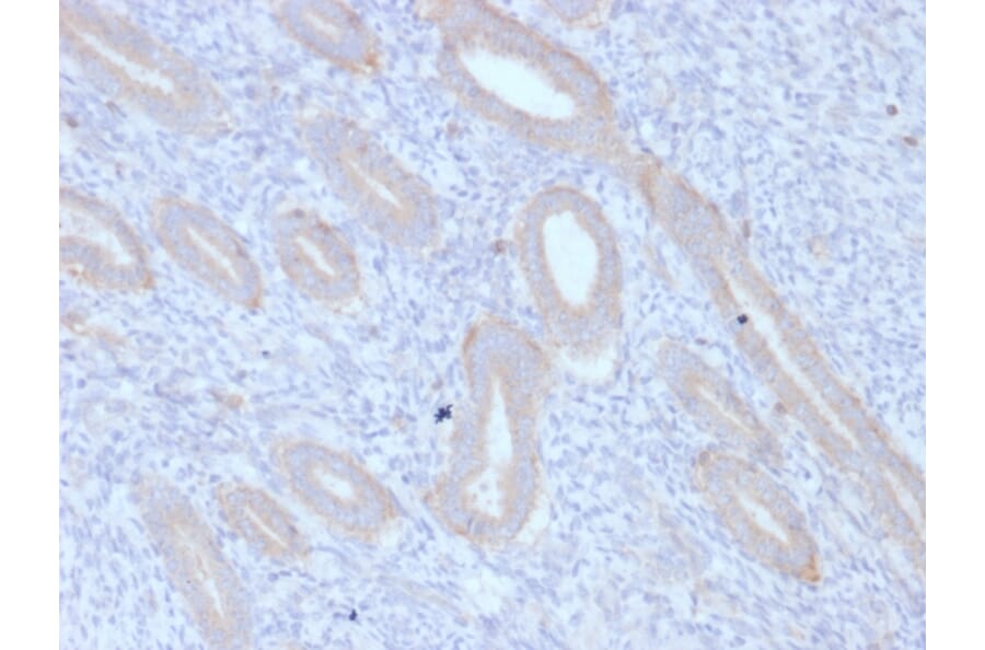 Immunohistochemistry - Anti-ATG5 Antibody [ATG5/2553] (A250662) - Antibodies.com