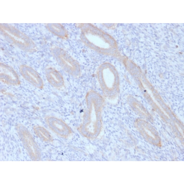 Immunohistochemistry - Anti-ATG5 Antibody [ATG5/2553] (A250662) - Antibodies.com