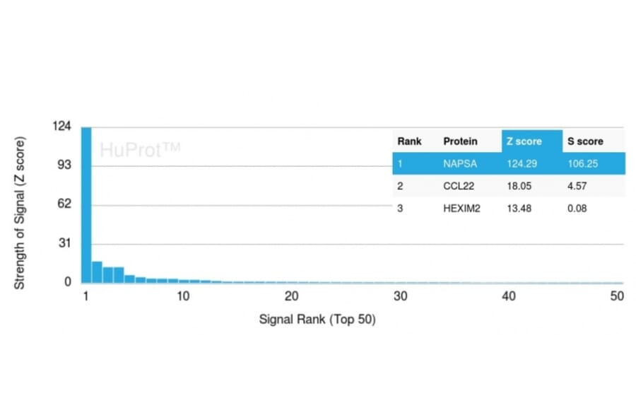 Protein Array - Anti-NAPSIN A Antibody [NAPSA/3306] (A250671) - Antibodies.com