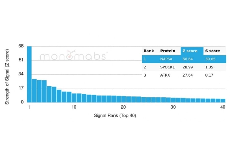 Protein Array - Anti-NAPSIN A Antibody [NAPSA/3307] (A250672) - Antibodies.com