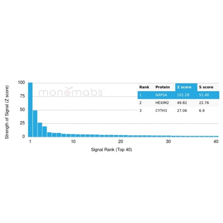 Protein Array - Anti-NAPSIN A Antibody [NAPSA/4400R] (A250673) - Antibodies.com