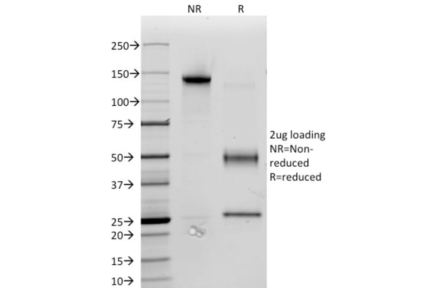 SDS-PAGE - Anti-CD34 Antibody [ICO-115] (A250676) - Antibodies.com