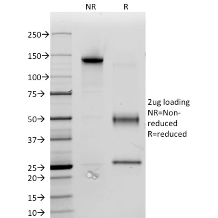 SDS-PAGE - Anti-CD34 Antibody [ICO-115] (A250676) - Antibodies.com