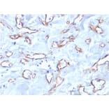 Immunohistochemistry - Anti-CD34 Antibody [QBEnd/10] (A250677) - Antibodies.com