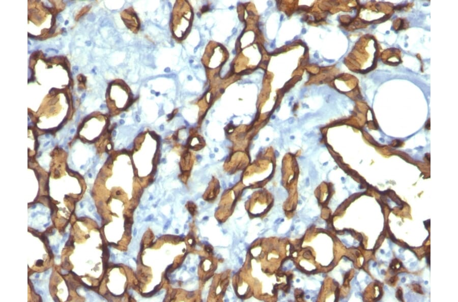 Immunohistochemistry - Anti-CD34 Antibody [HPCA1/763] (A250678) - Antibodies.com