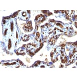 Immunohistochemistry - Anti-CD34 Antibody [HPCA1/763] (A250679) - Antibodies.com
