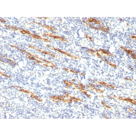 Immunohistochemistry - Anti-CD34 Antibody [QBEnd/10 + HPCA1/763] (A250680) - Antibodies.com