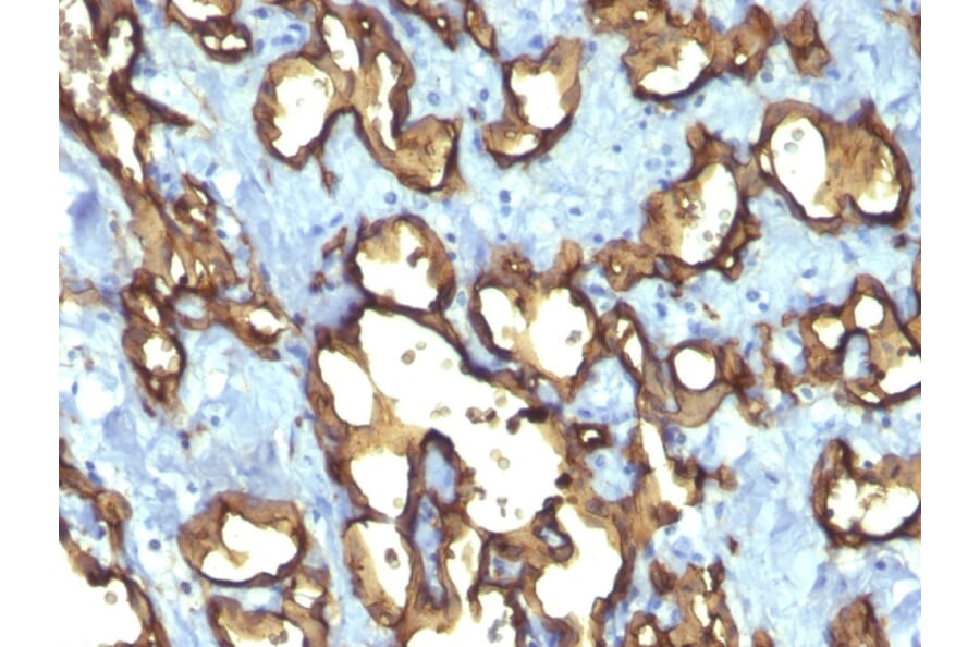 Immunohistochemistry - Anti-CD34 Antibody [QBEnd/10 + HPCA1/763] (A250679) - Antibodies.com