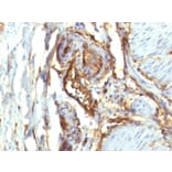Immunohistochemistry - Anti-CD34 Antibody [QBEnd/10 + HPCA1/763] (A250680) - Antibodies.com