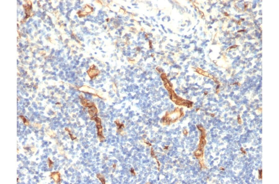 Immunohistochemistry - Anti-CD34 Antibody [HPCA1/1171] (A250681) - Antibodies.com